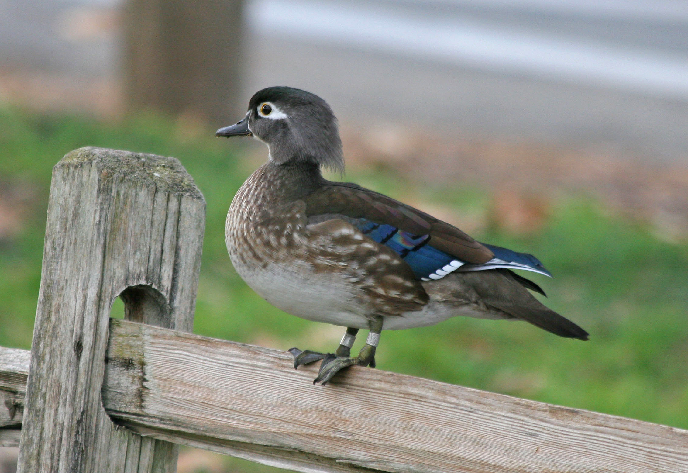 hen-wood-duck-wood-duck-hen-by-bill-and-linda-tiepelman